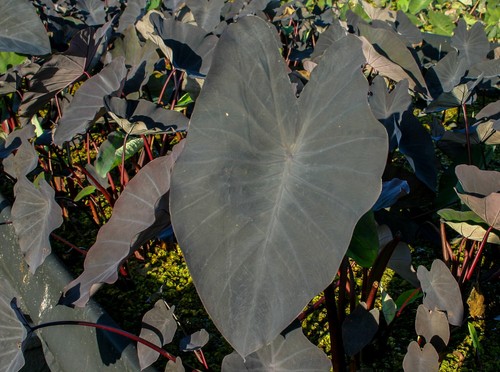 Black magic taro - taro, tropical