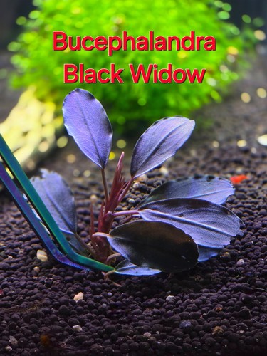 Bucephalandra black widow live - bucephalandra,