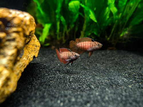 Black tiger badis dario - badis, sp