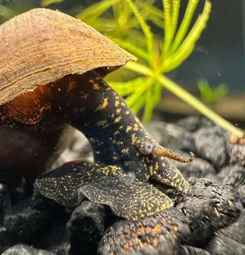 Black panther snails - black,