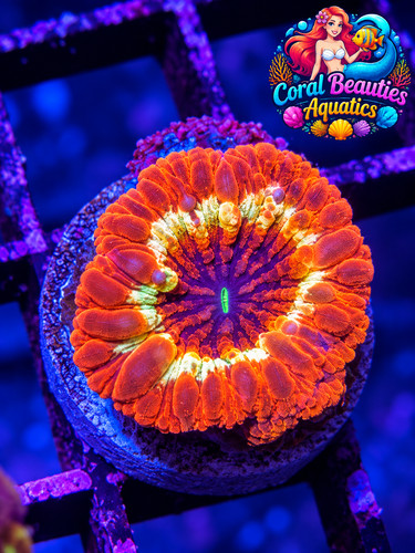 Coral beauties aquatics - beauties,