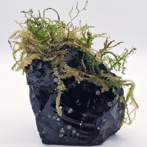 Live java moss - , on