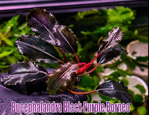 Bucephalandra black purple - black,