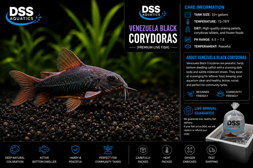 Venezuela black corydoras - venezuela, |