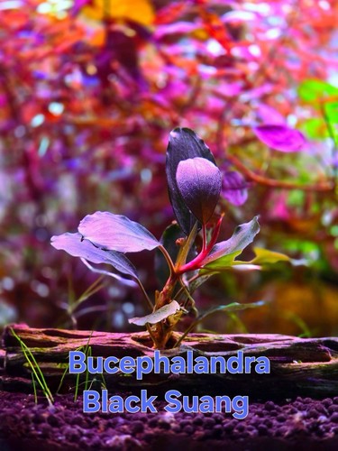 Bucephalandra black suang - black, live