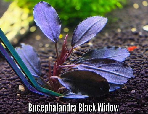 Bucephalandra black widow - widow, live